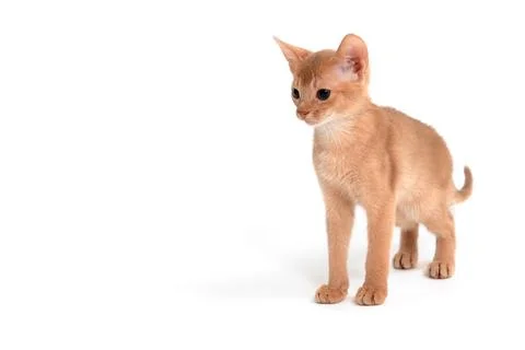 Abyssinian ginger cat stands on a white background Stock Photos