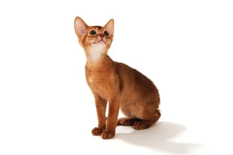 Abyssinian ginger cat on a white background Stock Photos