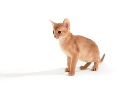Abyssinian ginger cat on a white background Stock Photos