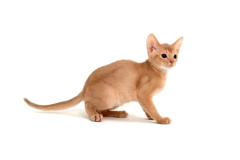Abyssinian ginger cat on a white background Stock Photos