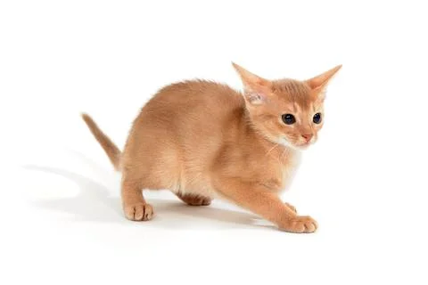 Abyssinian ginger cat on a white background Stock Photos