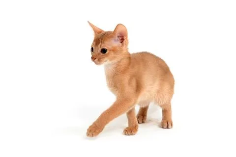 Abyssinian ginger cat on a white background Stock Photos