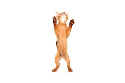 Abyssinian ginger kitten on a white background Stock Photos