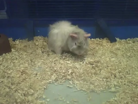 Abyssinian guinea pig is eating, but when he sees me it runs Stock Footage 161210745