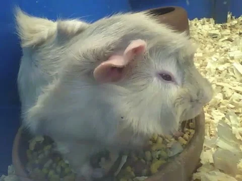 Abyssinian guinea pig eats inside of the bowl, then runs Stock Footage 162147883