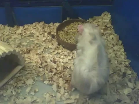 Abyssinian guinea pig eats some, he's really fluffy Stock Footage 166424527