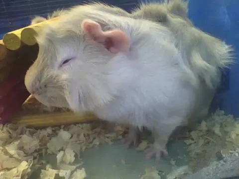 Abyssinian guinea pig having a snack before lunch, very cute and beautiful! Stock Footage 162147679