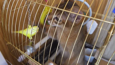 Abyssinian kitten climbed into the parrot's cage playing with his toys Stock Footage 106441050