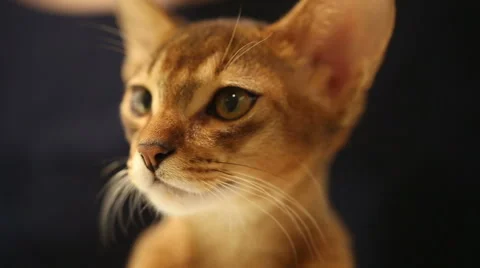 Abyssinian kitten. Close up Stock Footage 48222260