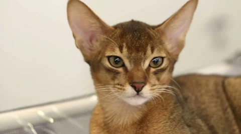 Abyssinian kitten. Close up Stock Footage 48223416