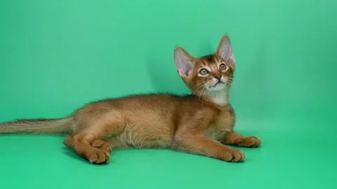 Abyssinian kitten on green screen background, cute baby little cat on chroma key Stock Footage 156175942