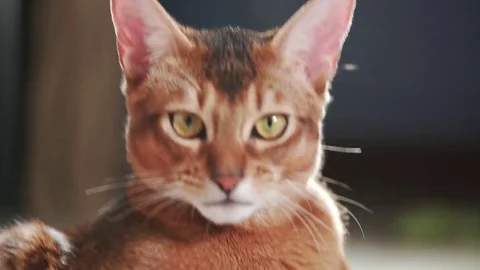 Abyssinian kitten lying on the floor looking to camera handheld Stock Footage