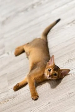 Abyssinian kitten Stock Photos