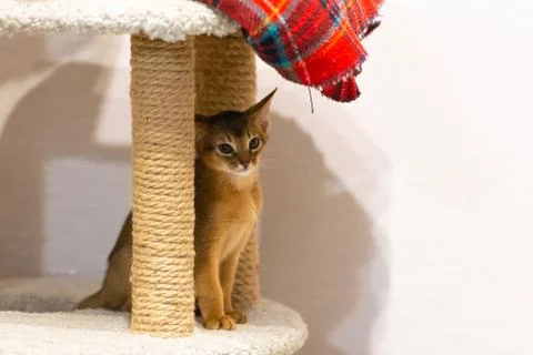Abyssinian kitten Stock Photos
