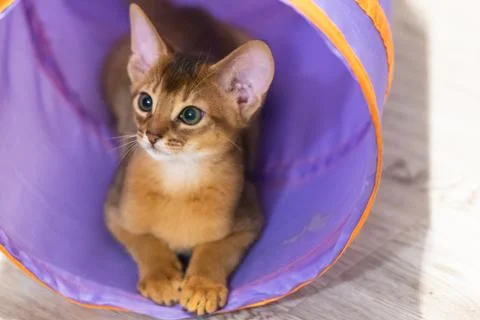 Abyssinian kitten Stock Photos