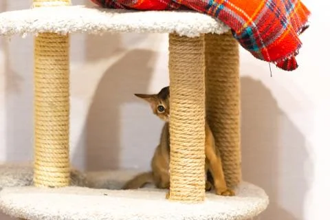 Abyssinian kitten Stock Photos