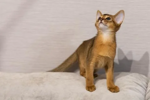 Abyssinian kitten Stock Photos