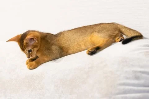 Abyssinian kitten Stock Photos