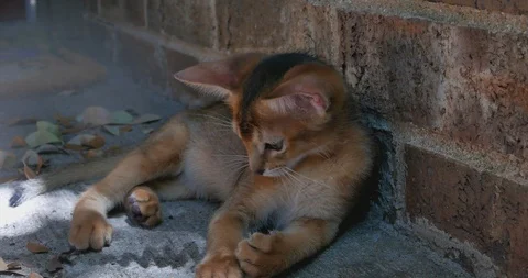 Abyssinian kitten playing with a leaf Video stock 91627659