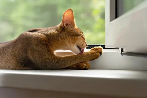 Abyssinian kitten washes Foto stock