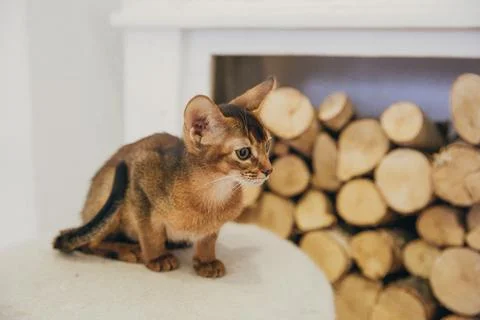 Abyssinian kitten, white wall background. Young beautiful purebred red short Stock Photos