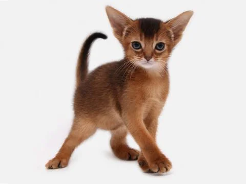 Abyssinian kitten, white wall background. Young beautiful purebred red short Stock Photos