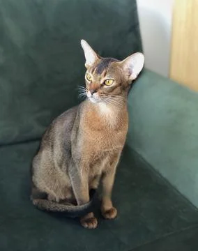 Abyssinian kitten, white wall background. Young beautiful purebred red short Stock Photos