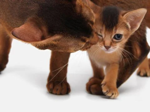 Abyssinian kitten, white wall background. Young beautiful purebred red short Stock Photos