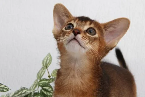 Abyssinian kitten, white wall background. Young beautiful purebred red short Stock Photos