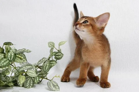 Abyssinian kitten, white wall background. Young beautiful purebred red short 스톡 사진