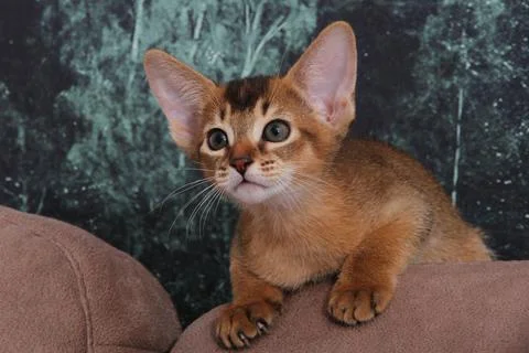 Abyssinian kitten, white wall background. Young beautiful purebred red short Stock Photos