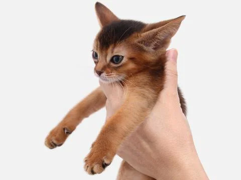 Abyssinian kitten, white wall background. Young beautiful purebred red short Stock Photos