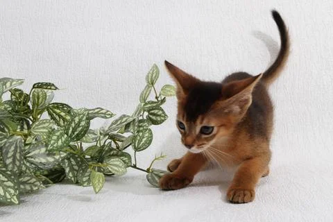 Abyssinian kitten, white wall background. Young beautiful purebred red short Stock Photos