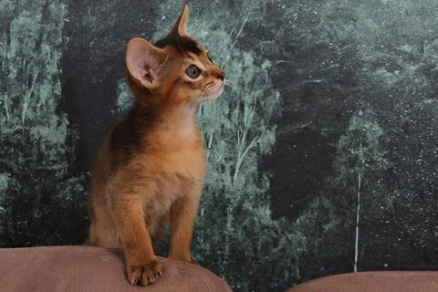 Abyssinian kitten, white wall background. Young beautiful purebred red short Stock Photos