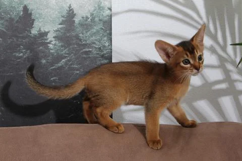 Abyssinian kitten, white wall background. Young beautiful purebred red short Stock Photos