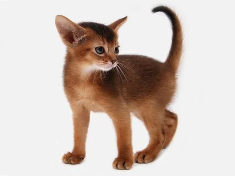 Abyssinian kitten, white wall background. Young beautiful purebred red short Foto stock