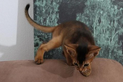 Abyssinian kitten, white wall background. Young beautiful purebred red short Stock Photos