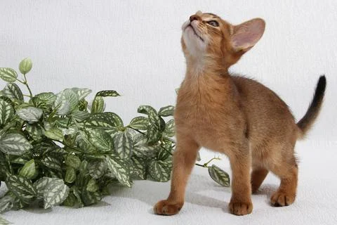 Abyssinian kitten, white wall background. Young beautiful purebred red short Stock Photos