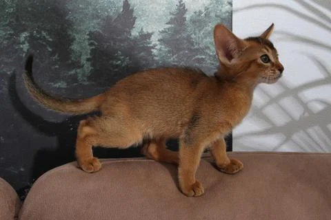 Abyssinian kitten, white wall background. Young beautiful purebred red short Stock Photos