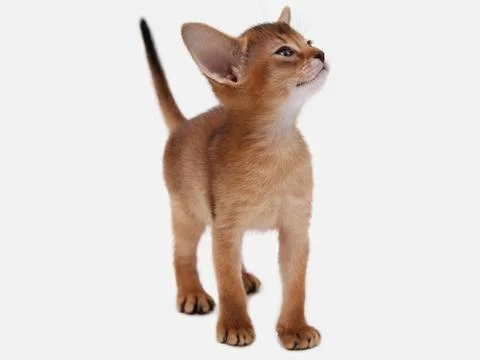 Abyssinian kitten, white wall background. Young beautiful purebred red short Stock Photos
