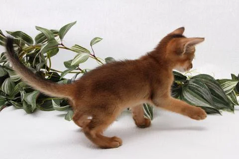 Abyssinian kitten, white wall background. Young beautiful purebred red short Stock Photos