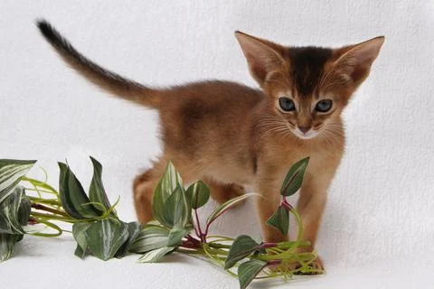 Abyssinian kitten, white wall background. Young beautiful purebred red short Stock Photos