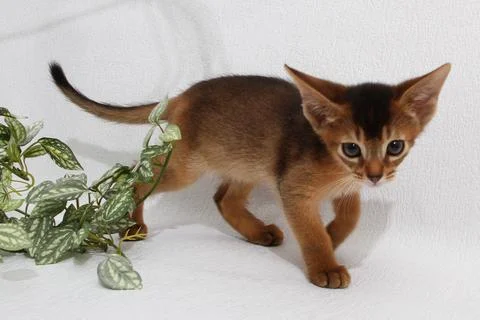 Abyssinian kitten, white wall background. Young beautiful purebred red short Stock Photos