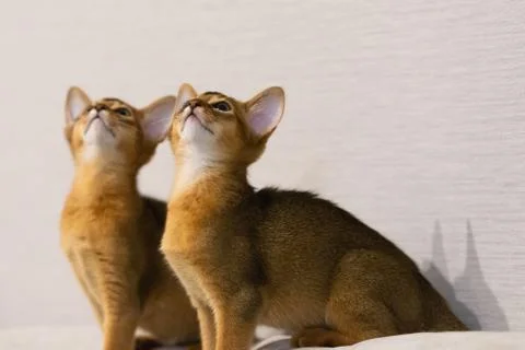 Abyssinian kittens Stock Photos