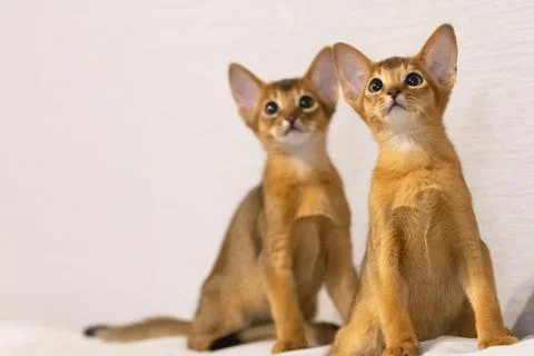 Abyssinian kittens Stock Photos