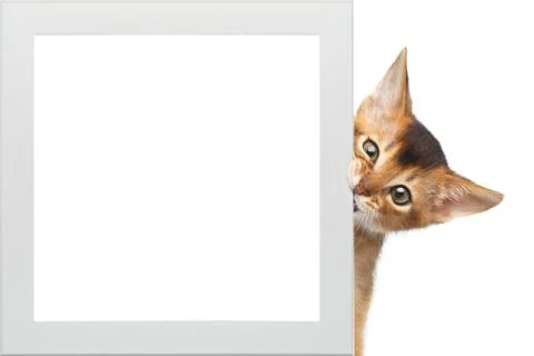 Abyssinian Kitty and frame on Isolated White Background Stock Photos