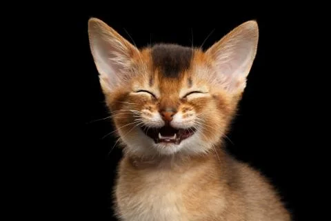 Abyssinian Kitty on Isolated Black Background Stock Photos