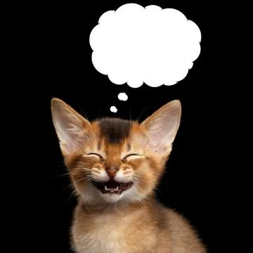 Abyssinian Kitty on Isolated Black Background Stock Photos