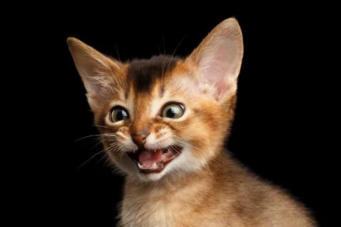 Abyssinian Kitty on Isolated Black Background Stock Photos