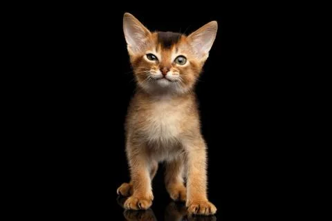 Abyssinian Kitty on Isolated Black Background Stock Photos
